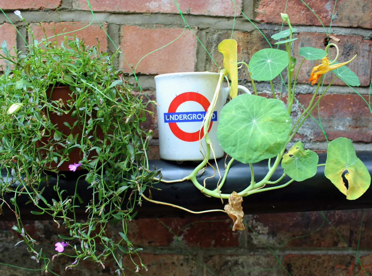 Kasviaiheinen kahvimuki — Mukit — botanical coffee mug